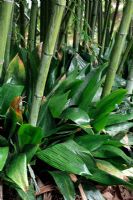 Aspidistra elatior poussant à l'ombre sous le bambou dans un climat sans gel