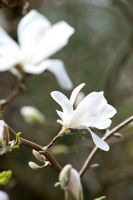 Magnolia x loebneri 'Dr Merrill '. Château de Caerhays, Cornwall