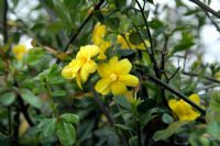 Jasminum mesnyi