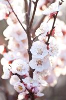 Prunus armeniaca - Fleur d'abricot