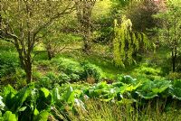 Ruisseau entouré de plantes aimant l'humidité, y compris les primevères des tourbières, les Euphorbes, les fougères, les hostas, les lysichitons et les iris - Marwood Hill, Marwood, Barnstaple, Devon, UK