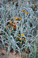 Allium porrum - Poireaux intercalés de soucis pour prévenir les ravageurs