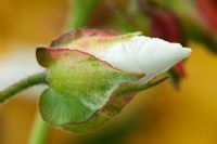 Cistus x hybridus en bouton - Rose blanche en juin