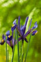 Iris nain réticulé