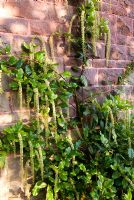 Itea ilicifolia. Jardin botanique de l'Université de Bristol, Bristol, Royaume-Uni