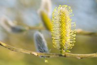 Salix cinerea 'Gigantea Kelso' - Saule gris