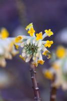 Edgeworthia crysantha