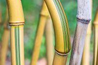 Phyllostachys aureosulcata 'Spectabilis' - Le code vert du bambou