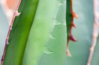 Agave titanota Gentry - Impressions d'épines dans la feuille