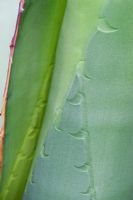 Agave titanota Gentry - Impressions d'épines dans la feuille