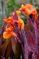 Canna 'Tropicana'