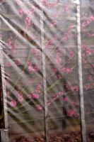 Prunus persica - Pêche 'Rochester' - fleur - poussant contre une clôture ensoleillée et protégée par un revêtement en plastique pendant l'hiver et le printemps pour empêcher Taphrina deformans - Boucle des feuilles de pêche
