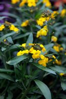 Erysimum 'Rysi Gold' - Giroflée