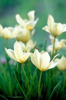 Tulipa linifolia 'Groupe Batalinii'
