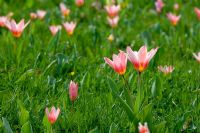 Tulipa 'Fritz Kreilser'