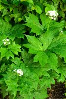 Diphylleia cymosa. Ivy Croft, Leominster, Herefordshire, Royaume-Uni