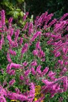 Lythrum 'Morden pink' Salicaire près de plante