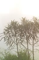 Pseudopanax ferox tôt un matin brumeux dans le jardin exotique de Great Dixter
