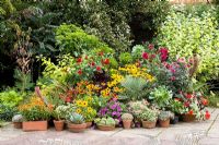 Une collection de pots mixtes exposés dans le jardin de mosaïques de Great Dixter en automne. Les plantes comprennent les dahlias, les rudbeckia, les pétunias, les succulentes, les pélargoniums, l'aeonium, le plam et l'eucomis
