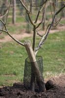 Jeune arbre fruitier avec protection et soutien, mars