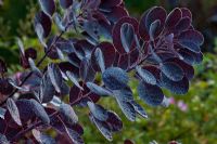 Rosée du matin sur les feuilles violettes de Cotinus coggygria 'Royal Purple'