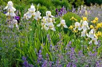 Parterre d'été avec Nepetas, Iris germanica 'Cloth of Gold', Iris germanica 'Winter Carnival' et Perovskia atriplicifolia 'Little Spire' dans les jardins de Weihenstephan, Allemagne