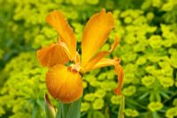 Iris spuria 'Sahara Sands' et Euphorbia seguieriana subsp. niciciana