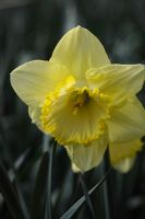 Narcisse 'St Patricks day' close up de fleur
