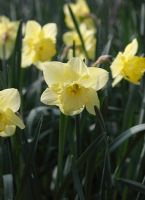 Narcisse 'St Patricks day' plantes en fleur