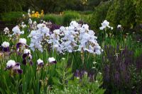 Parterre de fleurs avec Iris barbata 'Eternal Bliss' et Salvia nemorosa