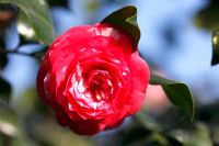 Camellia japonica 'Roi des Belges'