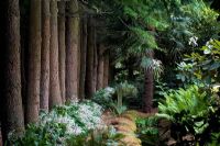 Les arbres comprennent Cedrus deodara, Pinus radiata et Trachycarpus fortunei, les fougères comprennent Matteuccia struthiopteris à gauche et Polystichum richardii à droite. Arbres sous-plantés d'Arthropodium cirratum et Cardiocrinum giganteum en arrière-plan