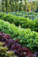 Des rangées de feuilles de salade et de légumes dans le potager de West Dean avec tunnel de poire en arrière-plan.