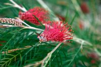 Grevillea 'Red Hooks' au Jardin Botanique National du Pays de Galles - Gardd Fotaneg Genedlaethol Cymru