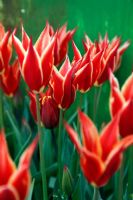Tulipa 'Reine de Saba' au Jardin Botanique National du Pays de Galles - Gardd Fotaneg Genedlaethol Cymru