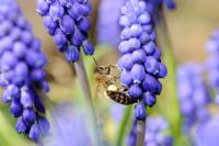 Abeille à miel - Apis mellifera, récoltant le pollen de Muscari atlanticum