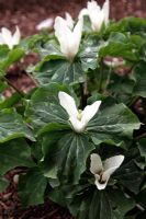 Trillium chloropetalum à fleurs blanches