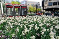 Narcisse avec Tulipa devant des cabines téléphoniques avec trafic City of London UK