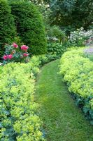 Parterres d'Alchemilla mollis, Rosa 'Rosarium Uetersen', et haie de Taxus baccata avec chemin avec pelouse