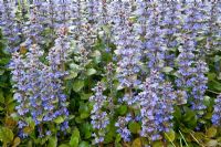 Ajuga reptans 'Atropurpurea'