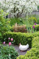 Jardin de printemps avec Buxus sempervirens, Tulipa 'Flaming Coquette', Tulipa 'Hot Pants', chemin de gravier, Malus 'Everest'