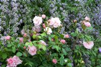 Rosa 'Fitz Nobis', Buddleja alternifolia