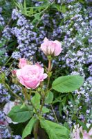 Rose 'Fitz Nobis' avec Buddleja alternifolia