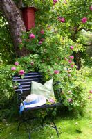 Rosa 'Himmelsauge' et maison d'oiseau rouge dans un arbre derrière une chaise en bois bleue avec coussin et chapeau de paille