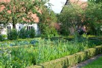 Jardin potager avec bordure végétale, Rosa 'Leonardo da Vinci', épouvantail, Buxus sempervirens et Calendula officinalis