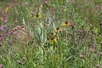 Prairies vivaces d'Amérique du Nord, RHS Gardens Wisley avec Echinacea paradoxa, Dianthus carthusianorum