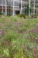 Prairie des Prairies vivaces d'Amérique du Nord et serre, RHS Gardens Wisley avec Dianthus carthusianorum, Echinacea, Oenothera tetragona, Penstemon