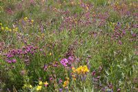 Prairie et serre sous forme de prairie pérenne d'Amérique du Nord, RHS Gardens Wisley. Dianthus carthusianorum, Echinacea, Oenothera, Phlox