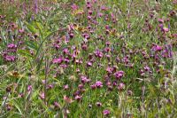 Prairie et serre sous forme de prairie pérenne d'Amérique du Nord, RHS Gardens Wisley. Dianthus carthusianorum, Echinacea paradoxa