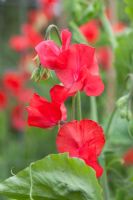 Lathyrus odoratus Inferno '- Pois de senteur